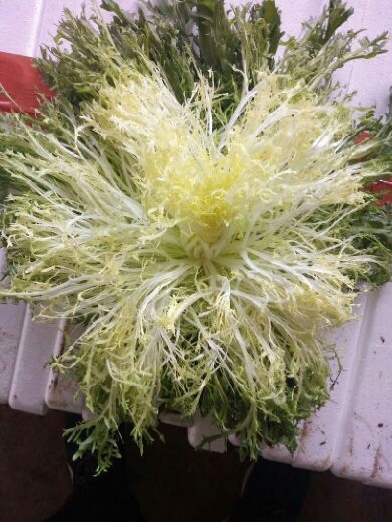 苦菊15~20cm