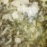 青虾食用26~30只/kg
