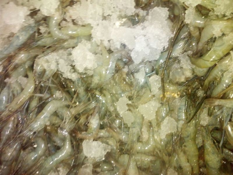 青虾食用26~30只/kg