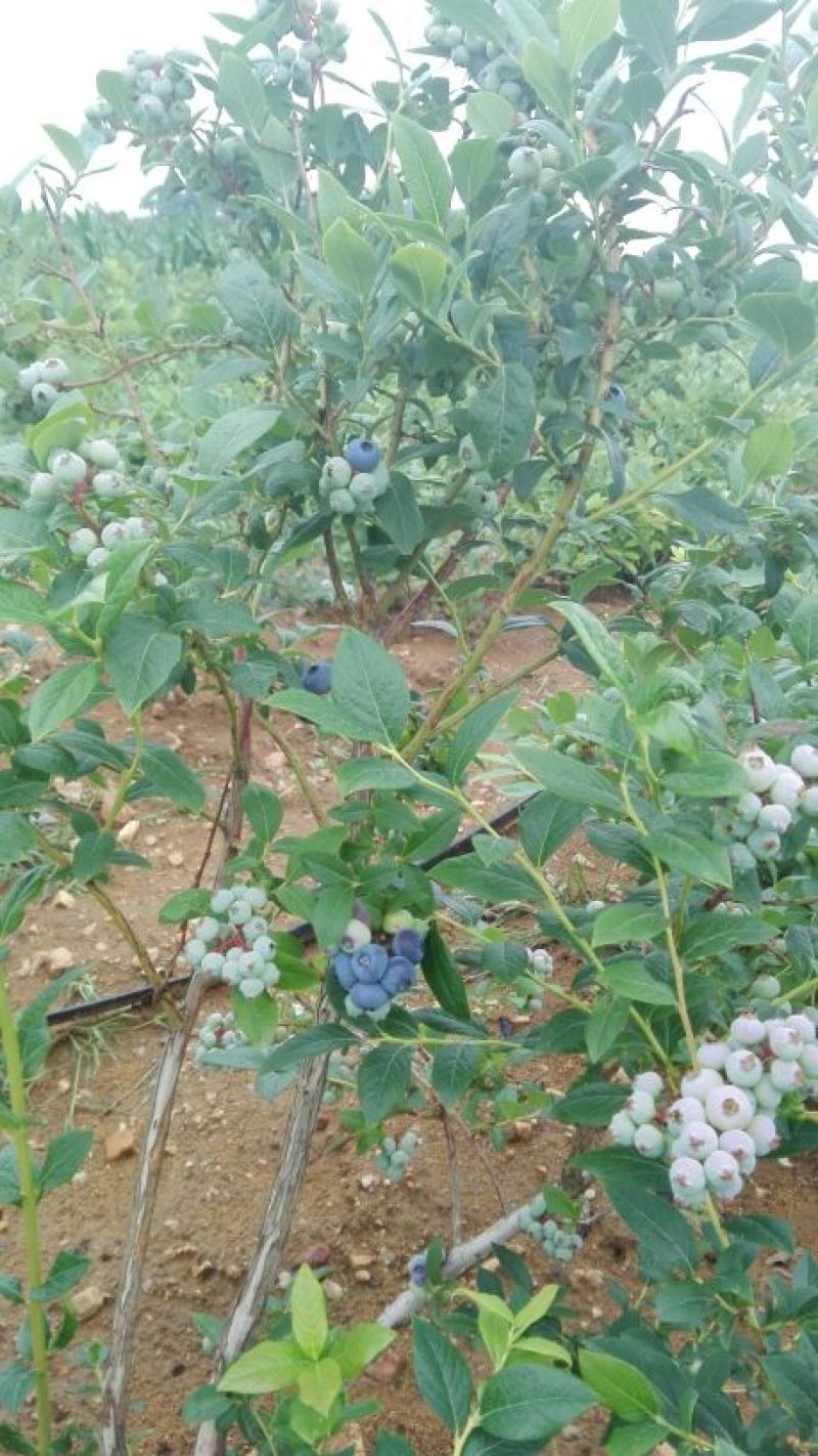 蓝莓12~14mm以上