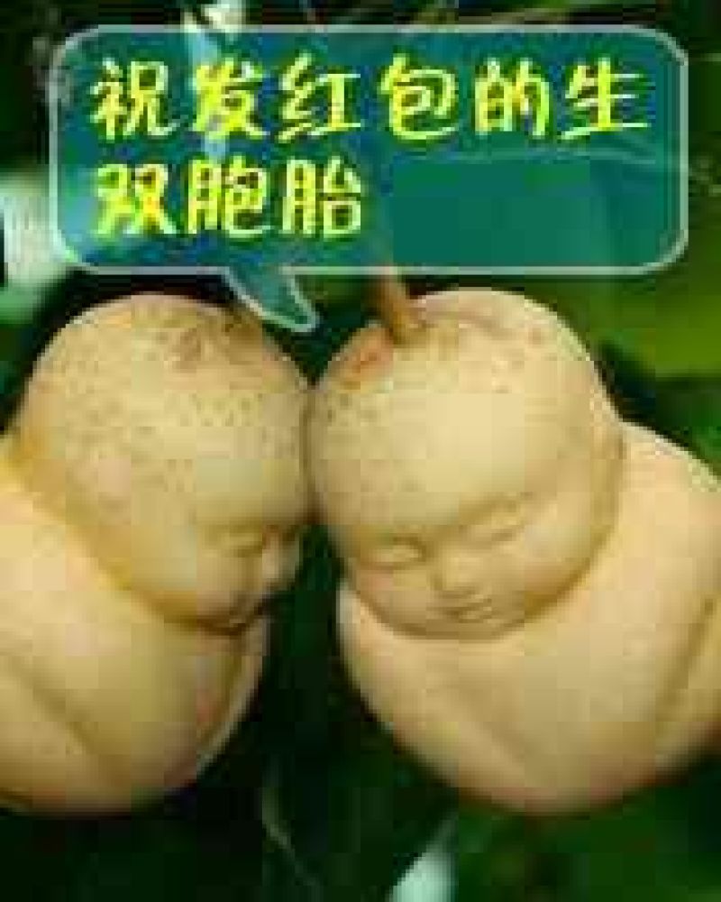 晚秋黄梨550~600g纸加膜