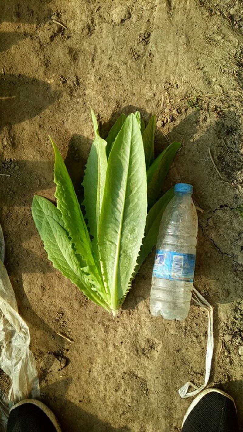油麦菜30~35厘米以上