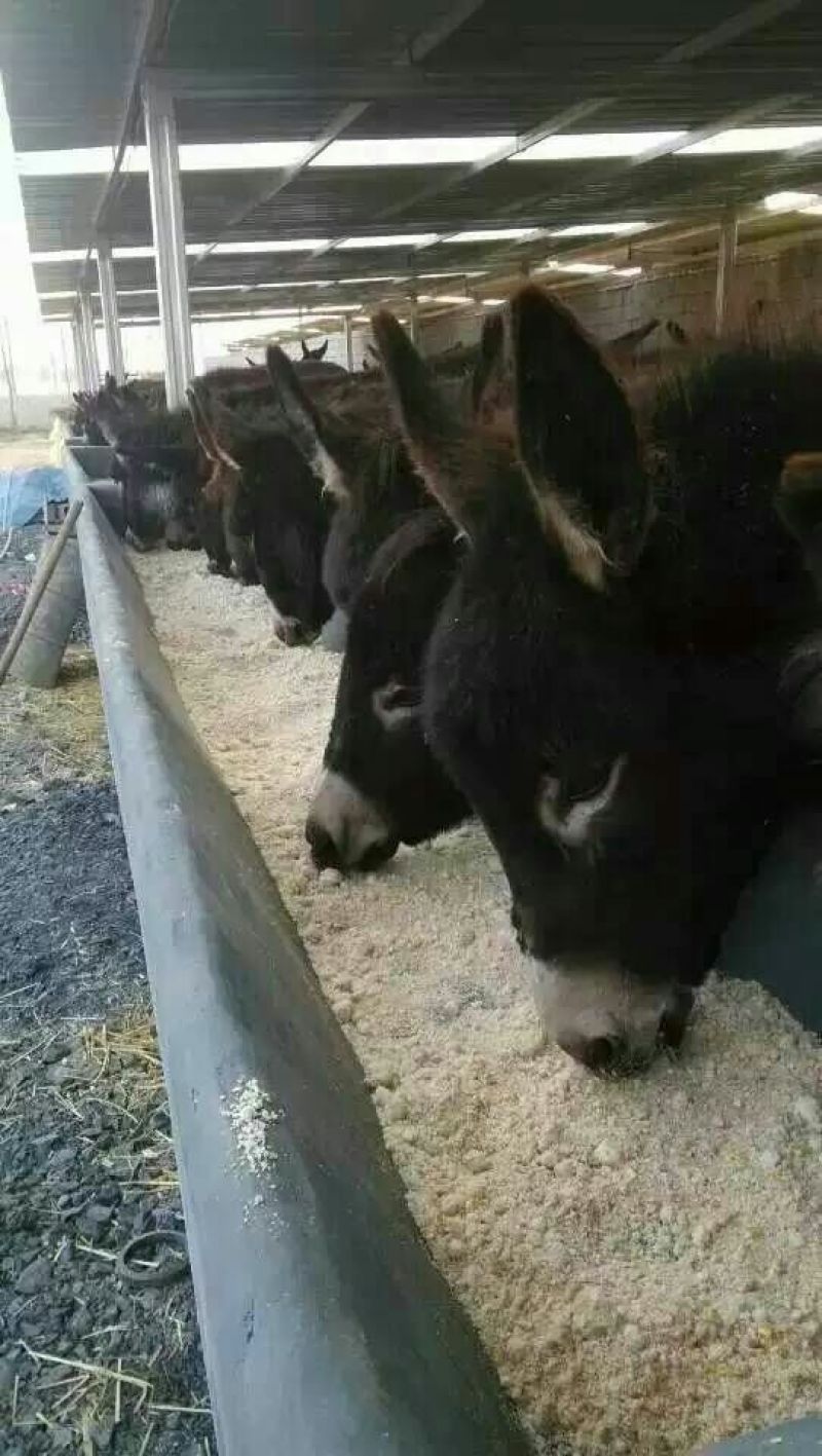 驴苗