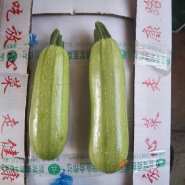 法拉利西葫芦0.8斤以上