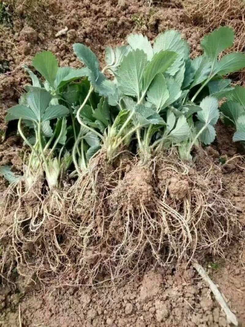 红颜草莓苗10~20cm