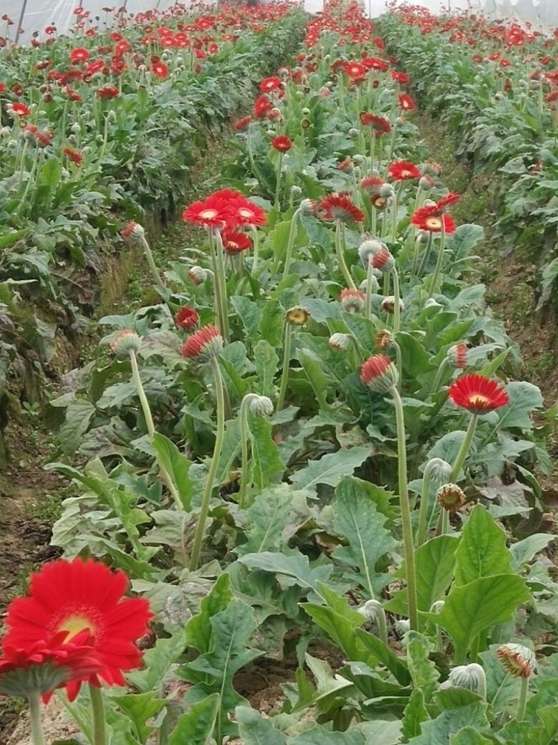 非洲菊鲜切花18枝一扎浙江海宁基地发货