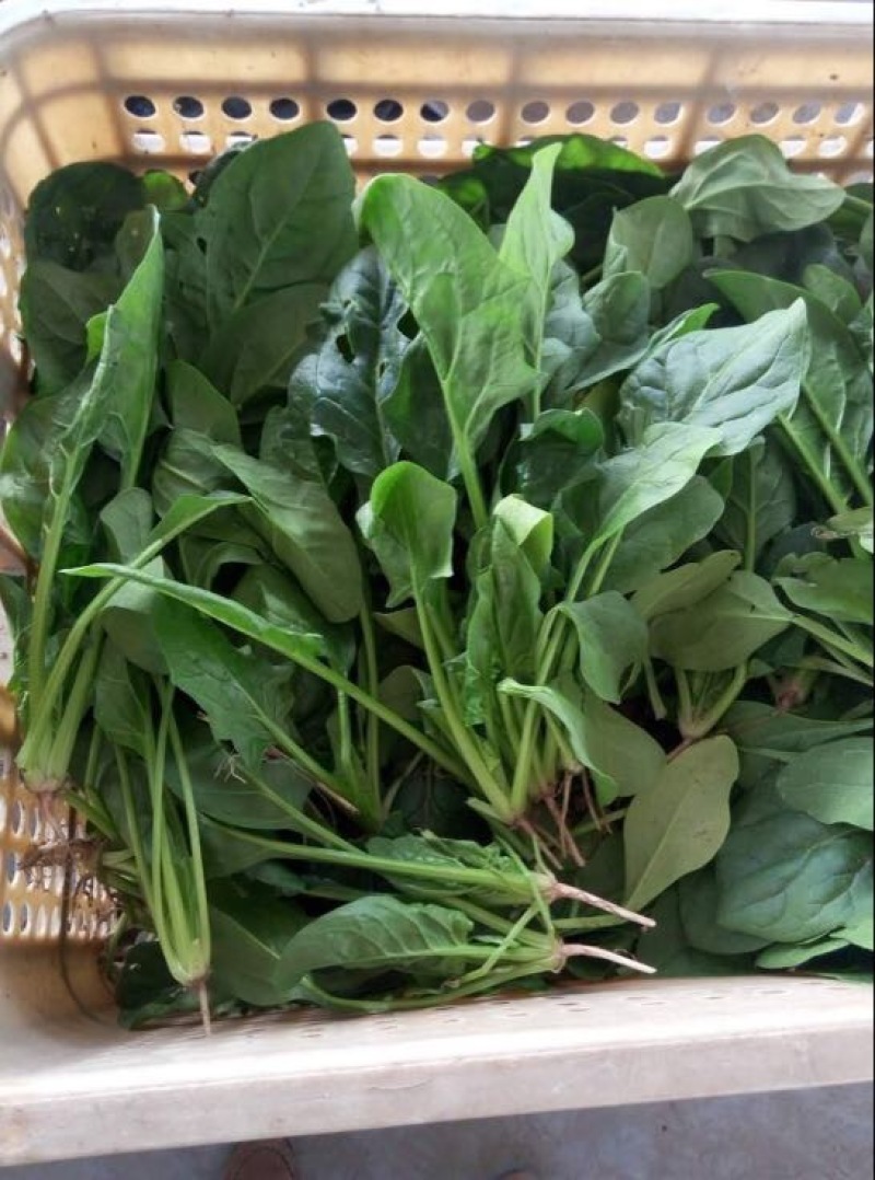大叶菠菜