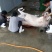 驴肉