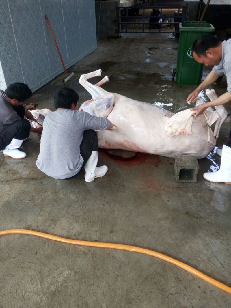 驴肉