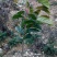 油茶苗70~100cm