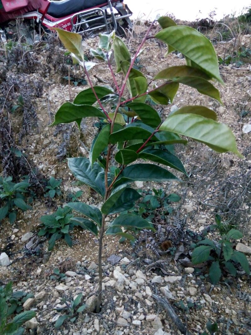 油茶苗70~100cm
