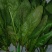 大叶菠菜15~20厘米