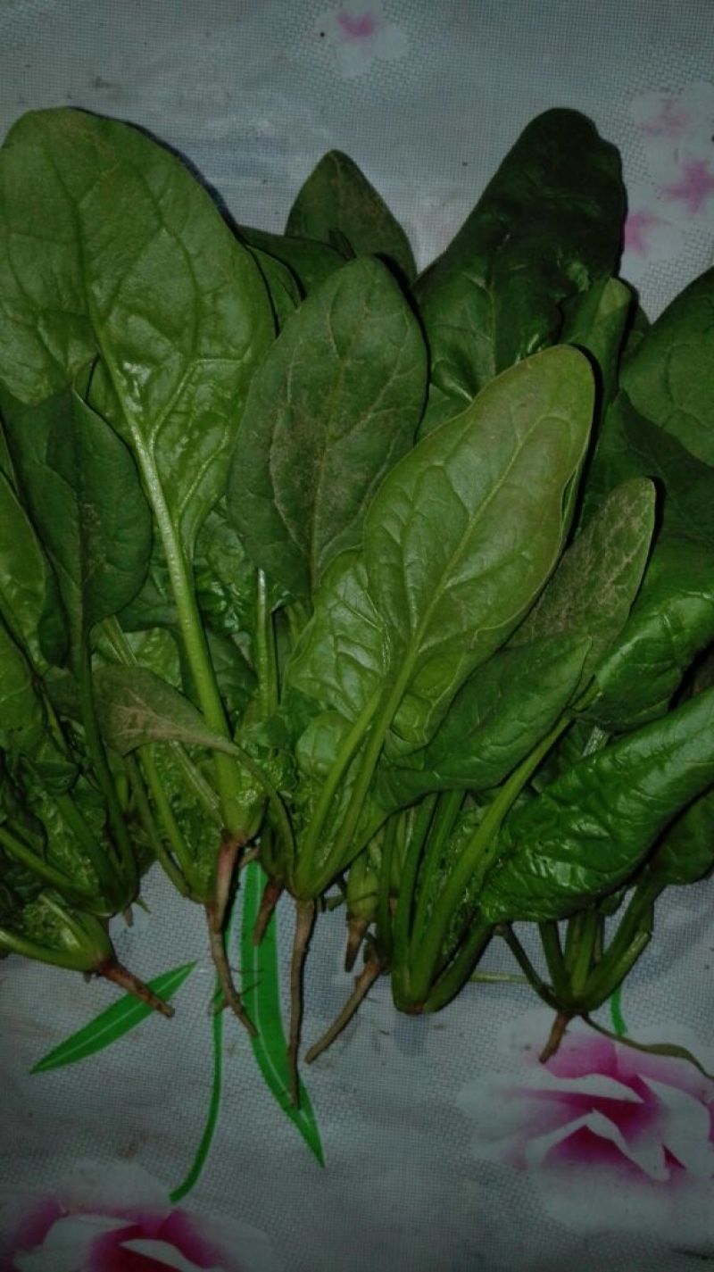 大叶菠菜15~20厘米