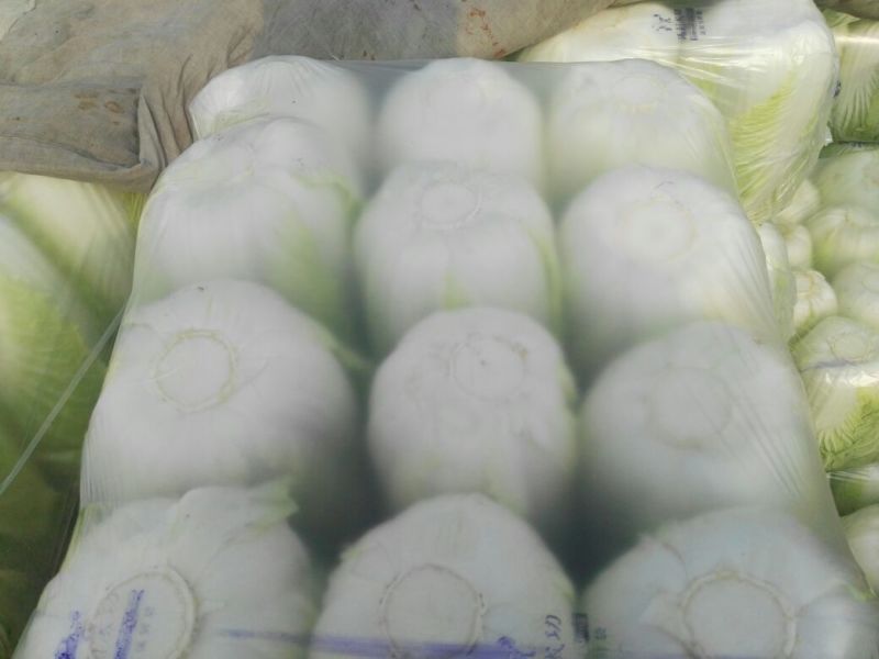 精品大白菜！！！！！！！！！！！！！！！！！