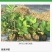 番石榴苗30cm以下