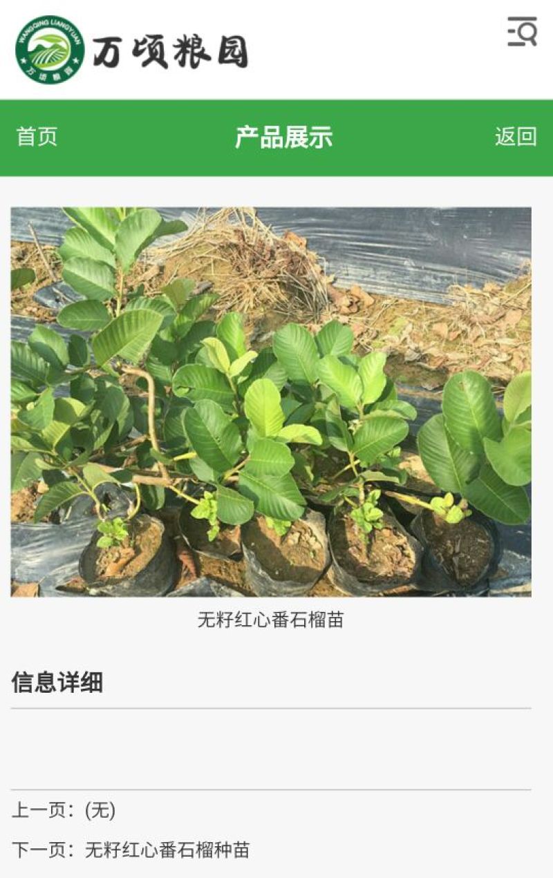 番石榴苗30cm以下