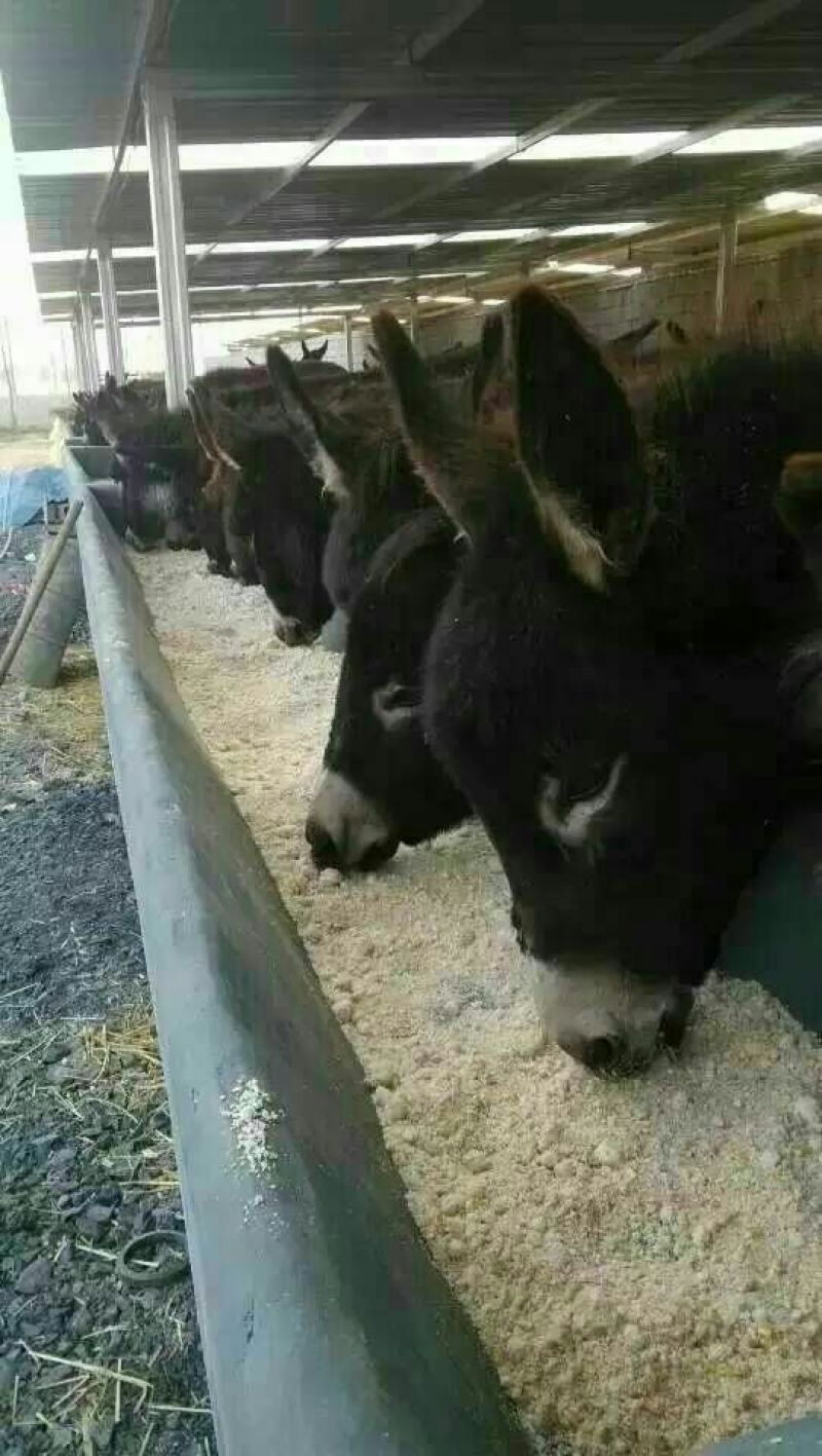 肉驴苗200斤