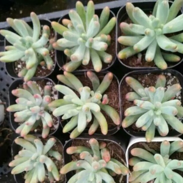 多肉植物含盆
