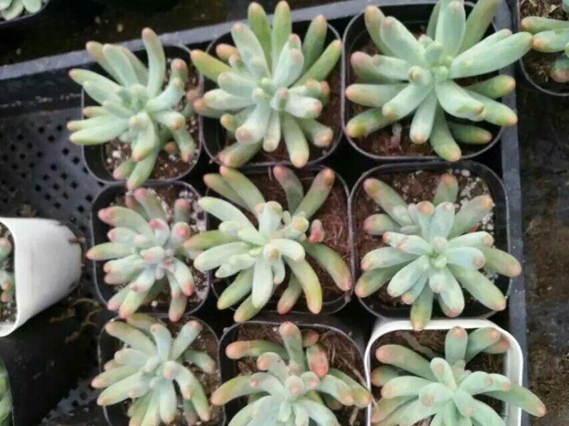 多肉植物含盆