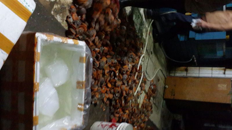 扇贝食用鲜活10~20只/kg