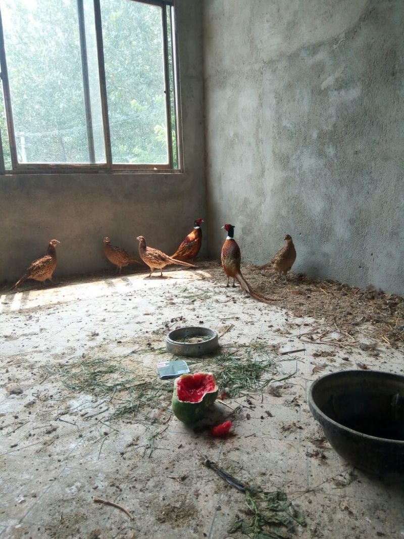 珍珠鸡苗1斤以下