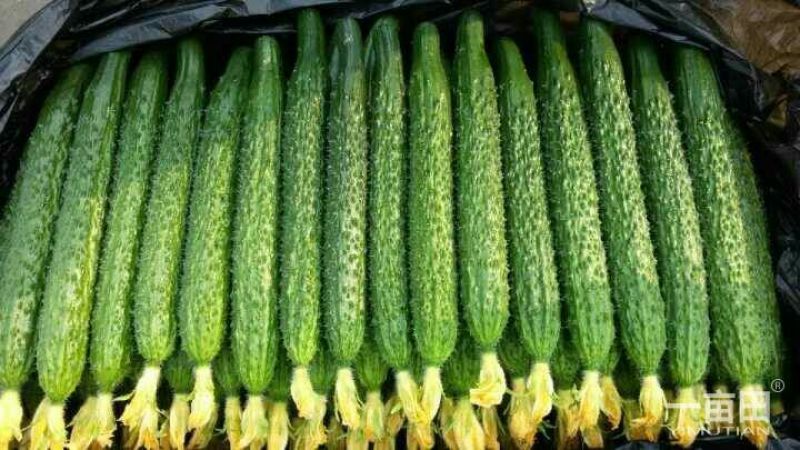 密刺黄瓜鲜花带刺25公分以上