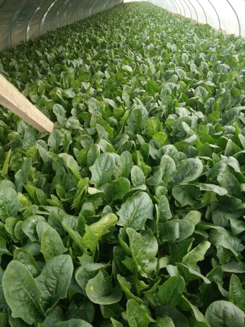 大叶菠菜20~25厘米