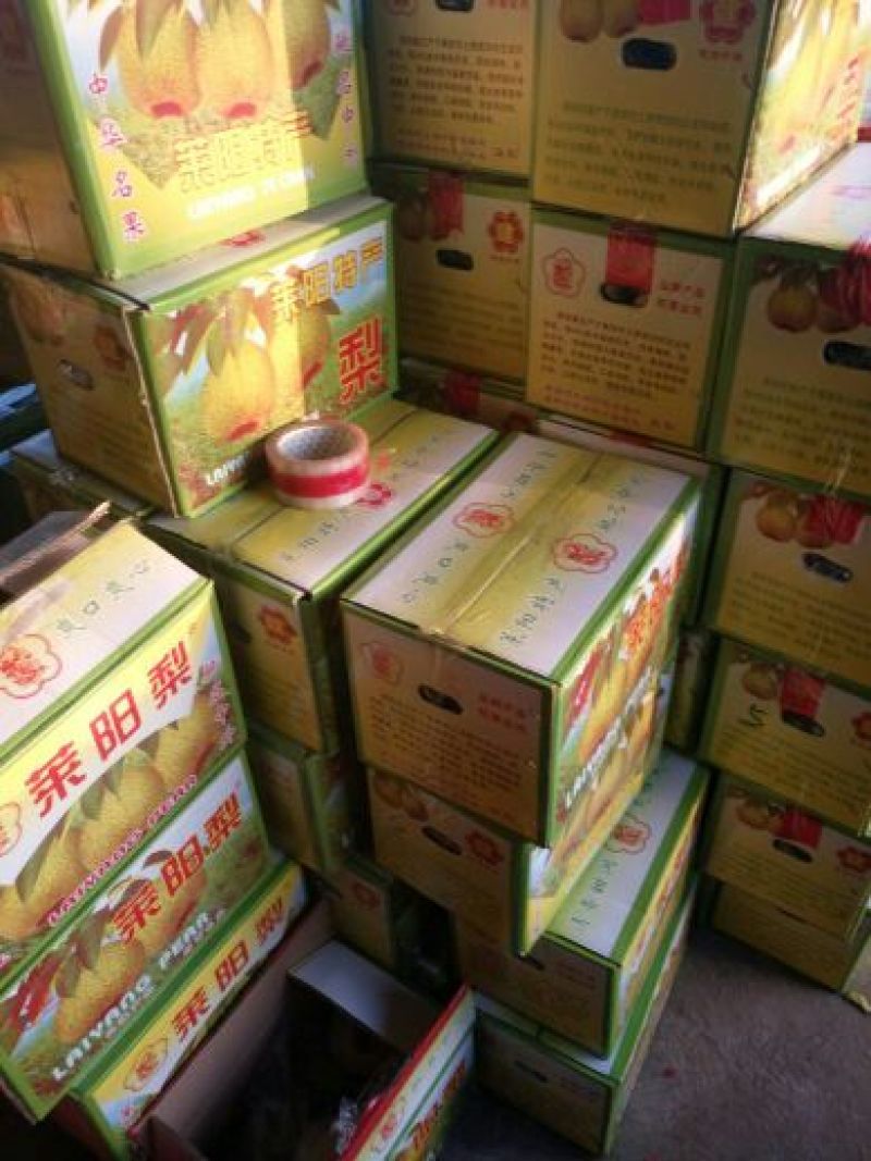 莱阳梨300~350g光果