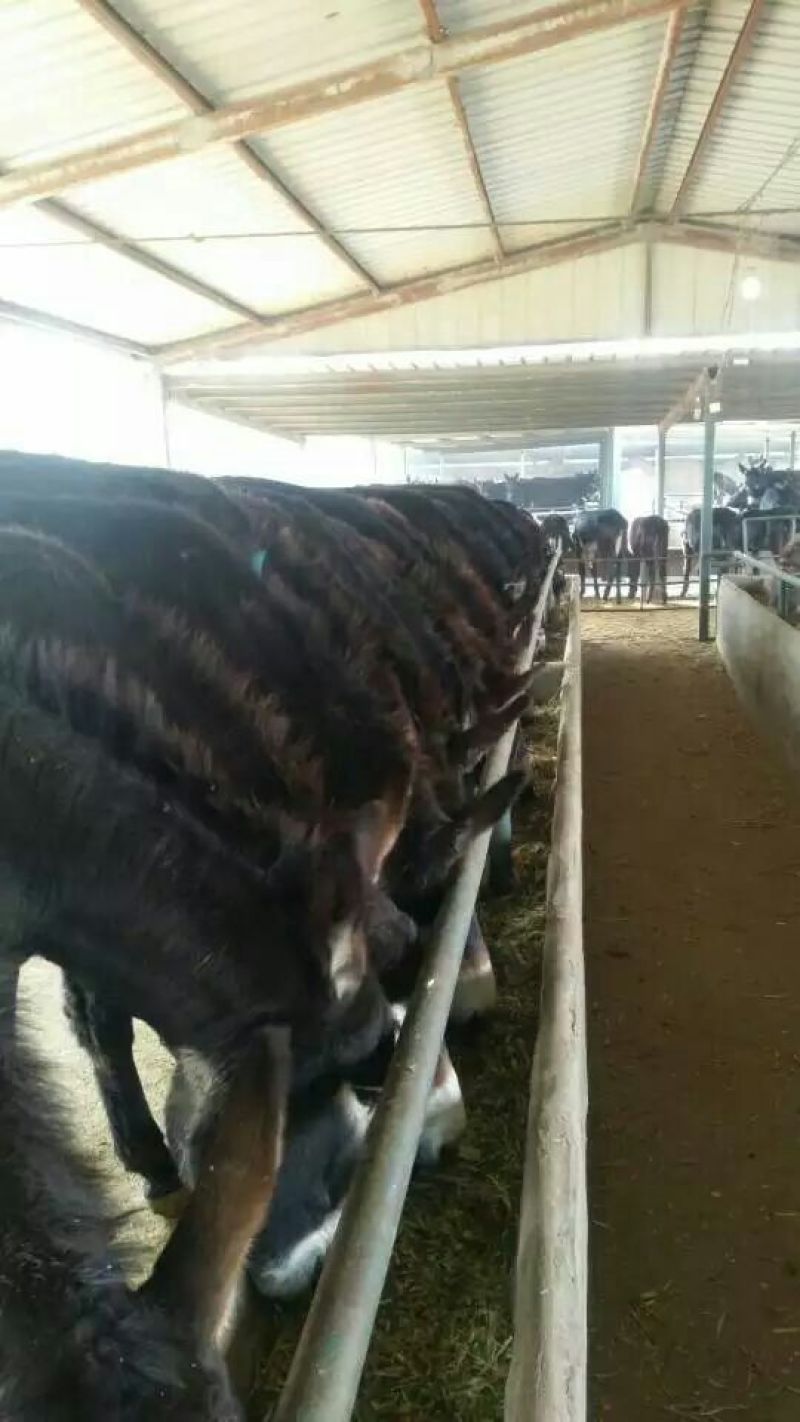 肉驴