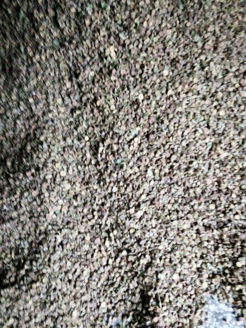 马甲子30~50cm