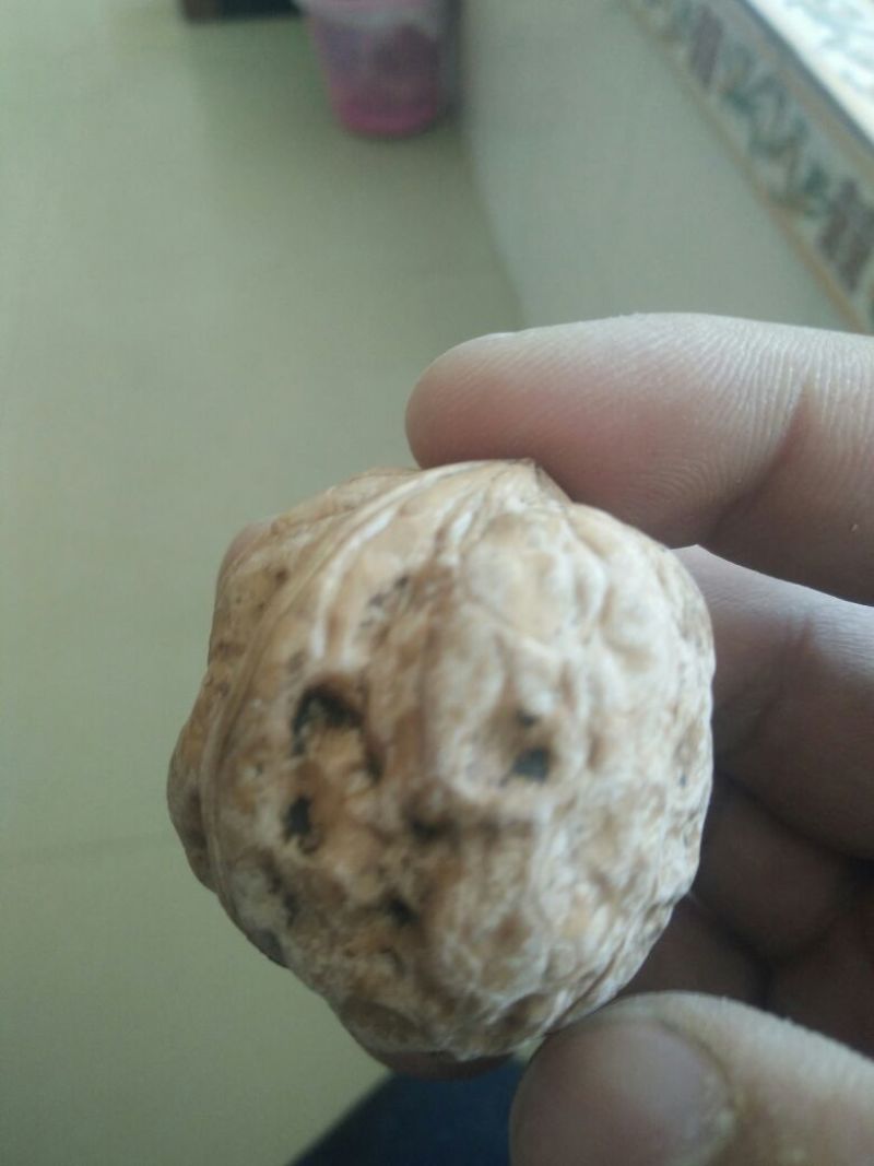 山核桃去皮干