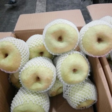 砀山梨350~400g膜袋