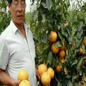 晚秋黄梨