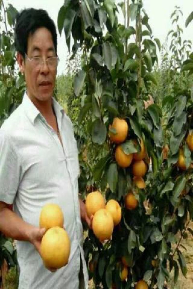 晚秋黄梨