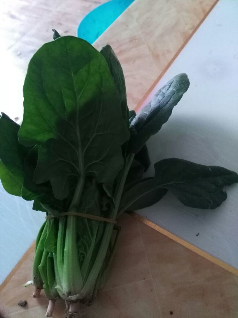 大叶菠菜15~20厘米