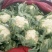 菜花1斤适中乳白