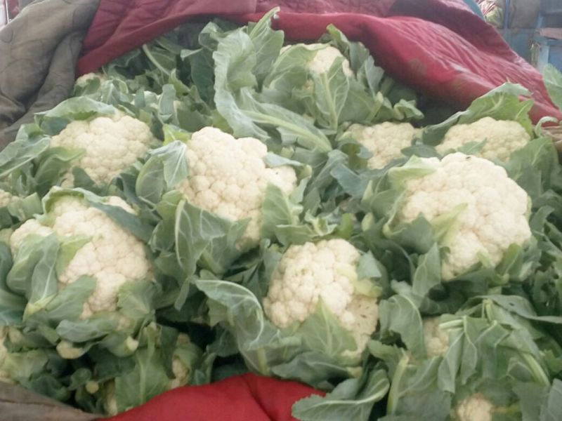 菜花1斤适中乳白