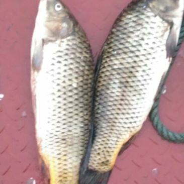 河鲤鱼食用2~3公斤