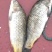河鲤鱼食用2~3公斤