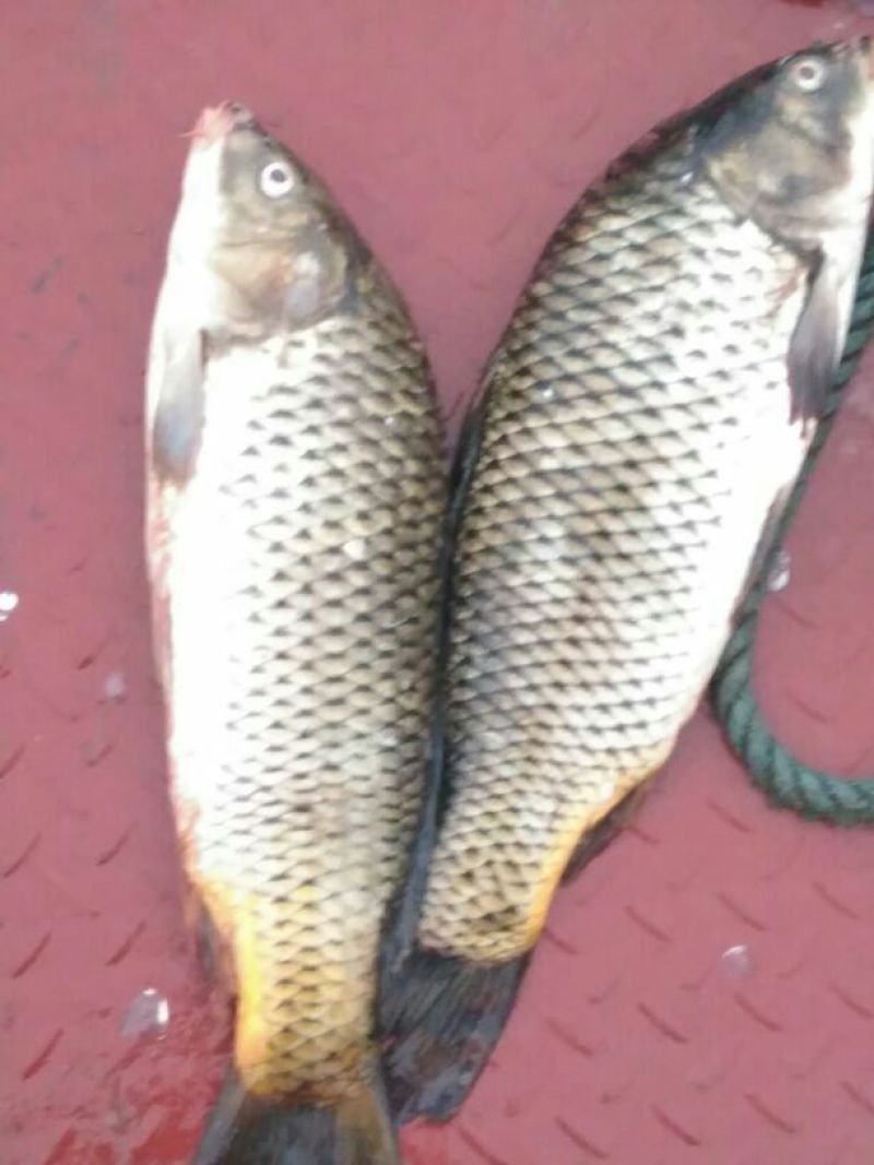 河鲤鱼食用2~3公斤