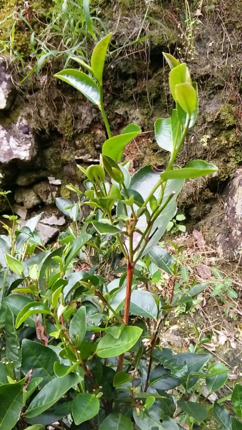 砖茶特级