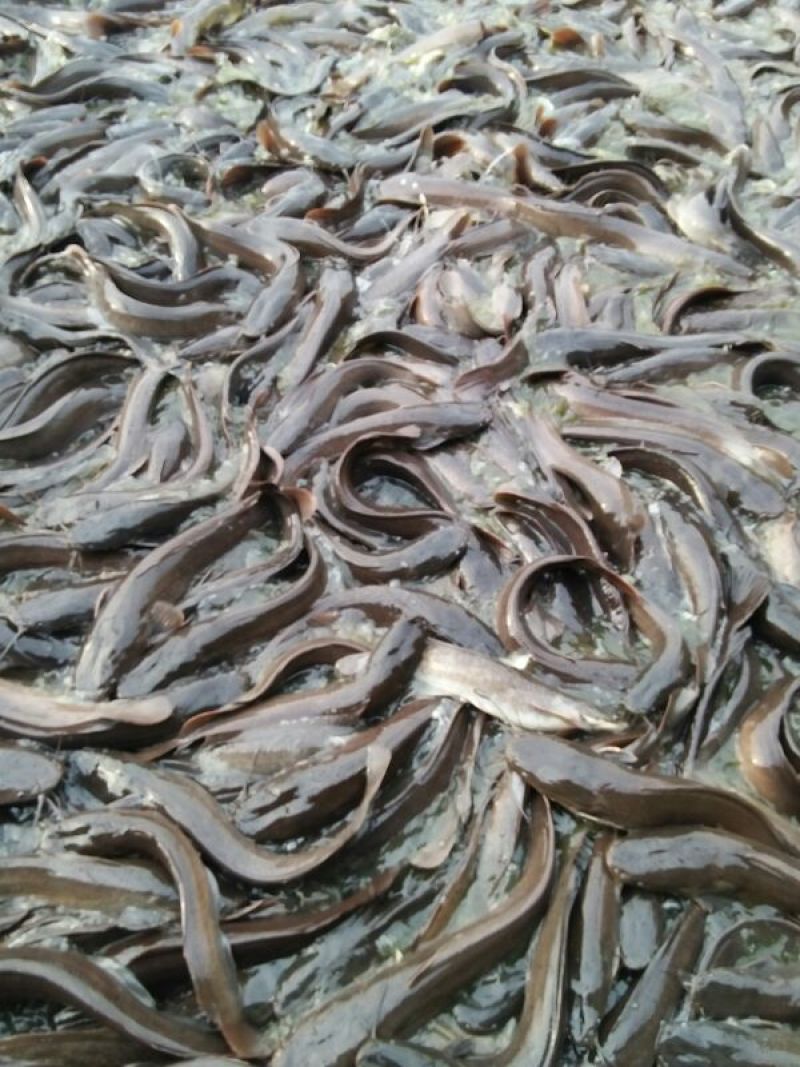 胡子鲶食用