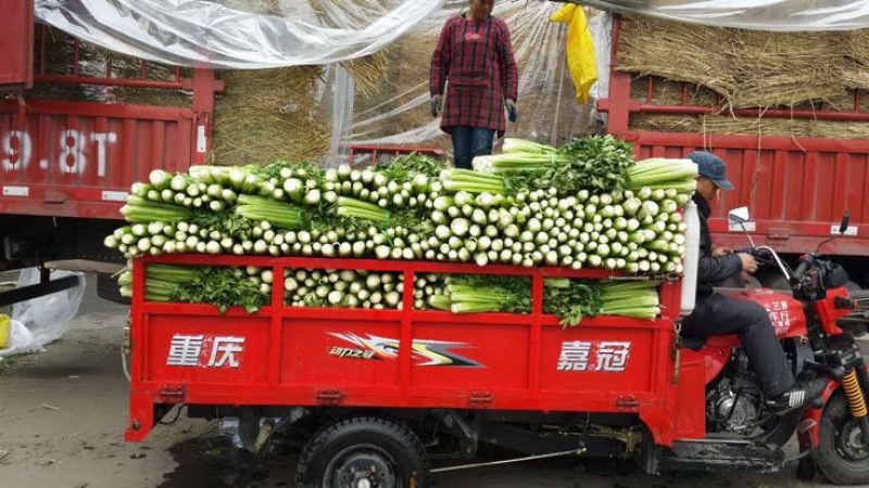 西芹，四川芹菜，精品川芹大量上市了。。