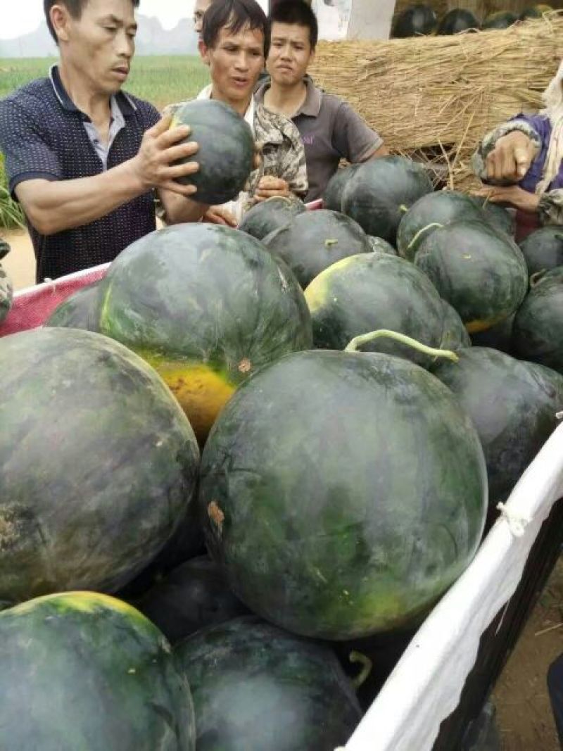 广西南宁市供应西瓜质量好，大量供应黑麒麟西瓜，黑美人西
