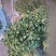 大叶香菜25~30厘米以上