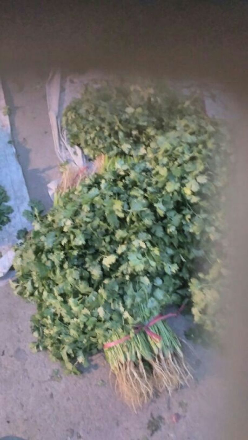 大叶香菜25~30厘米以上