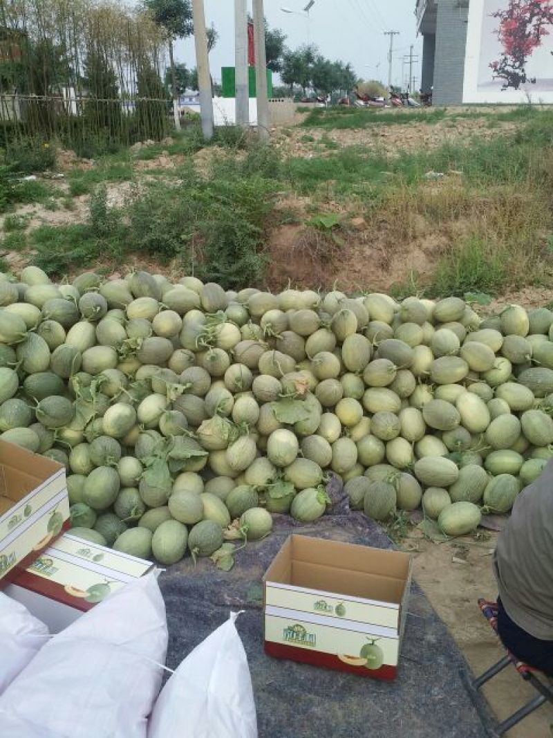 西州蜜瓜5斤以上长形