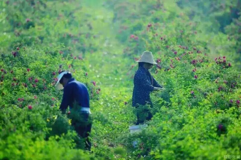 苦水玫瑰