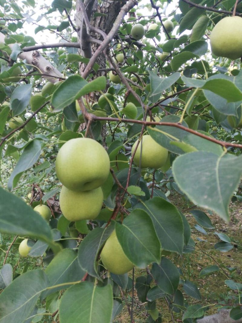 蜜梨200~250g光果