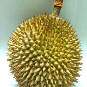 榴莲